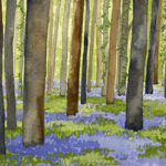 Bluebells of Hallerbos, Halle, Belgium